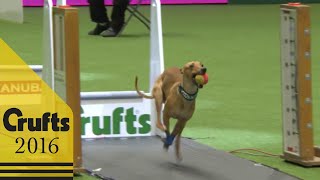 Flyball  Team Final  Crufts 2016 [upl. by Chrysler]