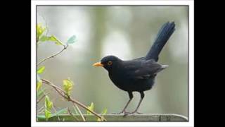 Meditatie voor de versterking van het immuunsysteem [upl. by Noyerb]