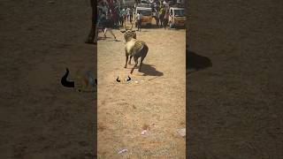 jallikattu manjuvirattu 2024 tamil culture love shorts trending [upl. by Mascia]