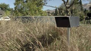 Ornamental Grasses for Front Yard Landscaping [upl. by Gnal]