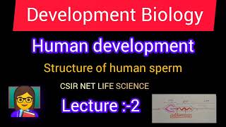 Lecture2Developmental BiologyStructure of Human SpermCSIR NET LIFESCIENCEofficialsanikcsirnet [upl. by Neelrihs]