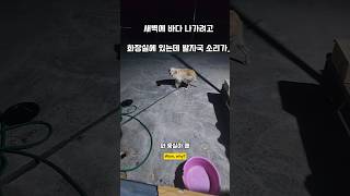 새벽에 바다나갈 준비하는데 발자국 소리가 남해 리트리버 몽실이 강아지 반려견 puppy 먹방 [upl. by Macswan48]