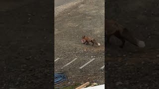 Fox Snatches Pizza from Car  ViralHog [upl. by Fallon]