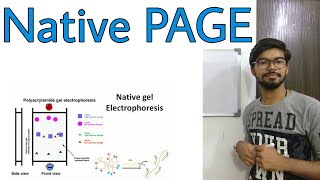 Native PAGE gel electrophoresis [upl. by Limber36]