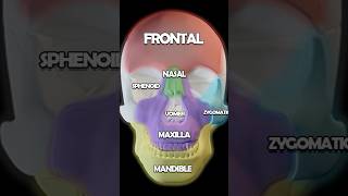 Skull Anatomy 101 Maxilla Nasal Zygomatic Lacrimal Bones [upl. by Manaker]