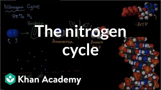 The nitrogen cycle  Energy and matter in biological systems  High school biology  Khan Academy [upl. by Gifferd844]