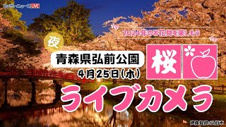 🌸夜桜ライブカメラ🌸青森県弘前公園 2024年4月25日木 [upl. by Oznohpla]