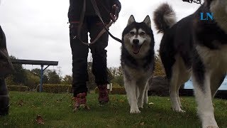 Schlittenhunderennen im Erlebniswald Trappenkamp [upl. by Dabbs419]