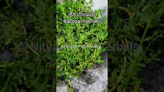 BrahmiBacopa monnieri  நீர் பிரம்மிBacopa monnieri  நீல நீர் பிரம்மி  பிரமிய வழுக்கை bhrami [upl. by Adniuqal]