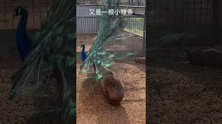 Peacock vs Capybara The Ultimate Showdown PART 2🦚🐹animals funny viralvideo shorts [upl. by Anillek]