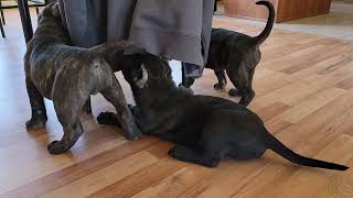 Raw Video of Presa Canario Puppies Exploring the House 🏠 [upl. by Neiman244]