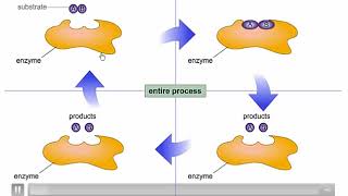 ENZIMAS INTRODUCCIÓN A LA BIOQUÍMICA [upl. by Hollis]