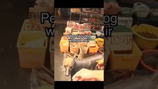 stimmt ist netter Straßenhund 😱 streetdog animals short [upl. by Lohse706]