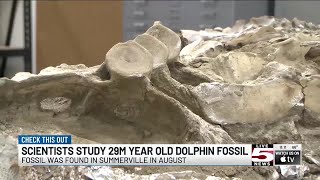 VIDEO 29 millionyearold dolphin fossil discovered in Summerville creek [upl. by Cecilio]