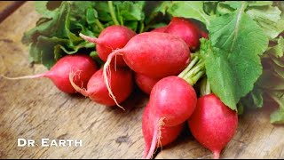 GROWING ORGANIC RADISHES [upl. by Latrina]