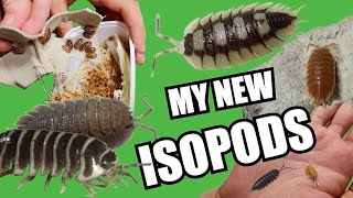 PET UNBOXING VIDEO  13 NEW ISOPOD SPECIES [upl. by Ytinav]