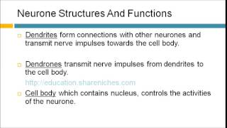 Neurone Structures And Functions  Cell Body Axon Myelin Sheath Dendrites [upl. by Eenat]