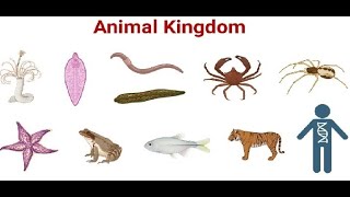 Kingdom Animalia  Porifera to Arthropoda  Class 11  NEB [upl. by Okeim]