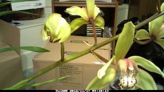 Cymbidium hookerianumOrchid is blossoming time lapse video [upl. by Sivatco]