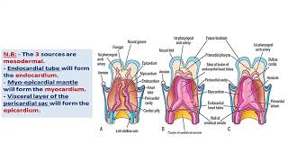 CVS embryology lect1 [upl. by Monte700]