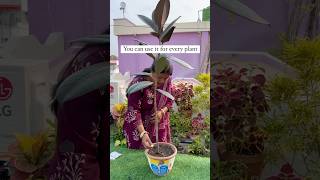 Best fertiliser for every plant 🪴 ashortaday gardening trendingshorts [upl. by Ardenia]