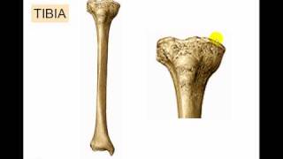 Osteologia de miembro inferior 6 [upl. by Capwell]