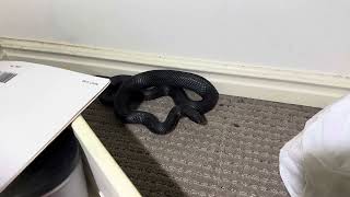 Red Bellied Black Snake Hiding in a Merrimac Bedroom 🐍⚠️🔥 [upl. by Ahsinawt]