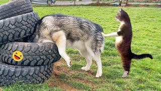 Funny Dogs And Cats Videos 2023 😅  Best Funniest Animal Videos Of The week 2 [upl. by Carrick]