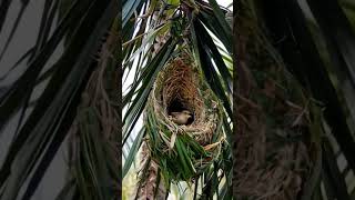 Feathered Engineer How Birds Build Their Dream Home birds wildbirds cutebirds [upl. by Gary501]