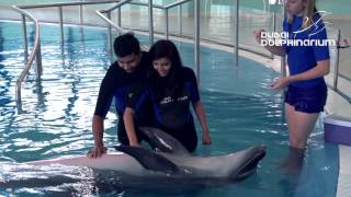 Dolphin Planet At Dubai Dolphinarium Meet Swim amp Play With Dolphins [upl. by Mariele]