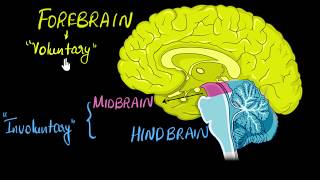 Brain Parts amp functions Fore mid amp hind  Control amp Coordination  Biology  Khan Academy [upl. by Trish]