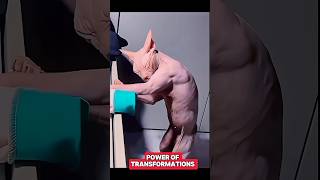 Power of Transformations 🗿trolltrollfaceeditshortsyoutubeshorts [upl. by Rothenberg]