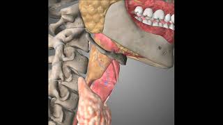 Issue 31 32 DR1 Larynx  Laryngeal Cavity  Laryngeal cartilage  ligaments amp Membranes  Muscles [upl. by Lemal]