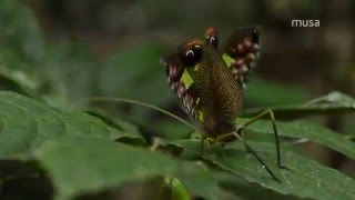 Bichofolhaverde família Tettigoniidae [upl. by Hgielrebma]