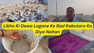 Kabutaro Ka Nahan  Likho Ki Dawa Lagane Ke Bad Diya Nahan  A S Pet world [upl. by Moule635]