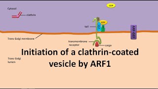 clathrin coated vesicle initiation by ARF1 [upl. by Femi]