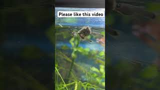 Best food for your fish growth viralvideo shorts [upl. by Adnauqaj]