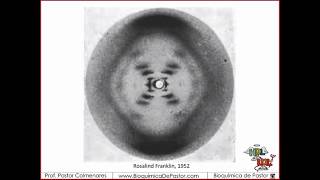 Cromatina Cromatida y Cromosomas  Ácidos Nucleicos Parte VI [upl. by Boyse]