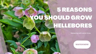 Gardening with Hellebores  5 Reasons You Should Grow Lenten Rose  Brick ’n Blooms [upl. by Banna]