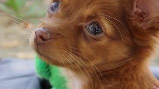 Adorable Chorkie Explores the Grass  The Daily Puppy [upl. by Gustafsson874]