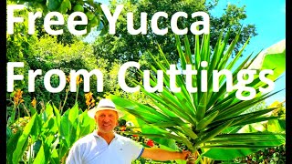 Tropical Gardens UK HOW TO GROW YUCCA ELEPHANTIPES FROM A CUTTING [upl. by Aniger]