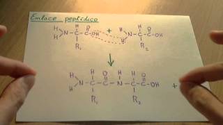 Enlace peptídico  Biología proteinas [upl. by Retsevel]
