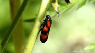 Gemeine Blutzikade Cercopis vulnerata [upl. by Dnomed]