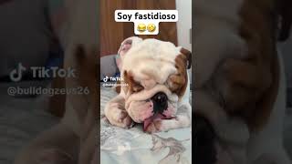 Soy fastidioso 🐕🦮 [upl. by Brian]