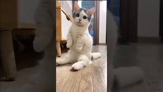 The Way Munchkin Cats Sit Is Too Cute 😺 [upl. by Ynnep]