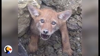 SCARED Coyote Trapped in COLLAPSED DEN Cant Wait To Be Free  The Dodo [upl. by Ormsby737]