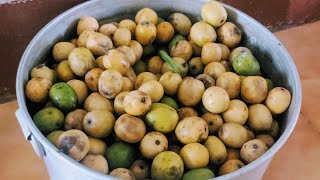 Choerospondias Axillaris Nepali Hog Plum Lapsi [upl. by Eelidnarb]