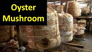 How to produce Oyster Mushroom Pleurotus sajorcaju in Brief [upl. by Malek]