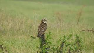 Gufo di palude Asio flammeus  Shorteared owl [upl. by Hailat]