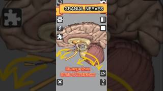 Cranial nerves  Neuroanatomy medical anatomy neuroscience 3d shorts cranialnerves [upl. by Judie314]